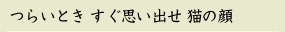 つらいとき すぐ思い出せ 猫の顔